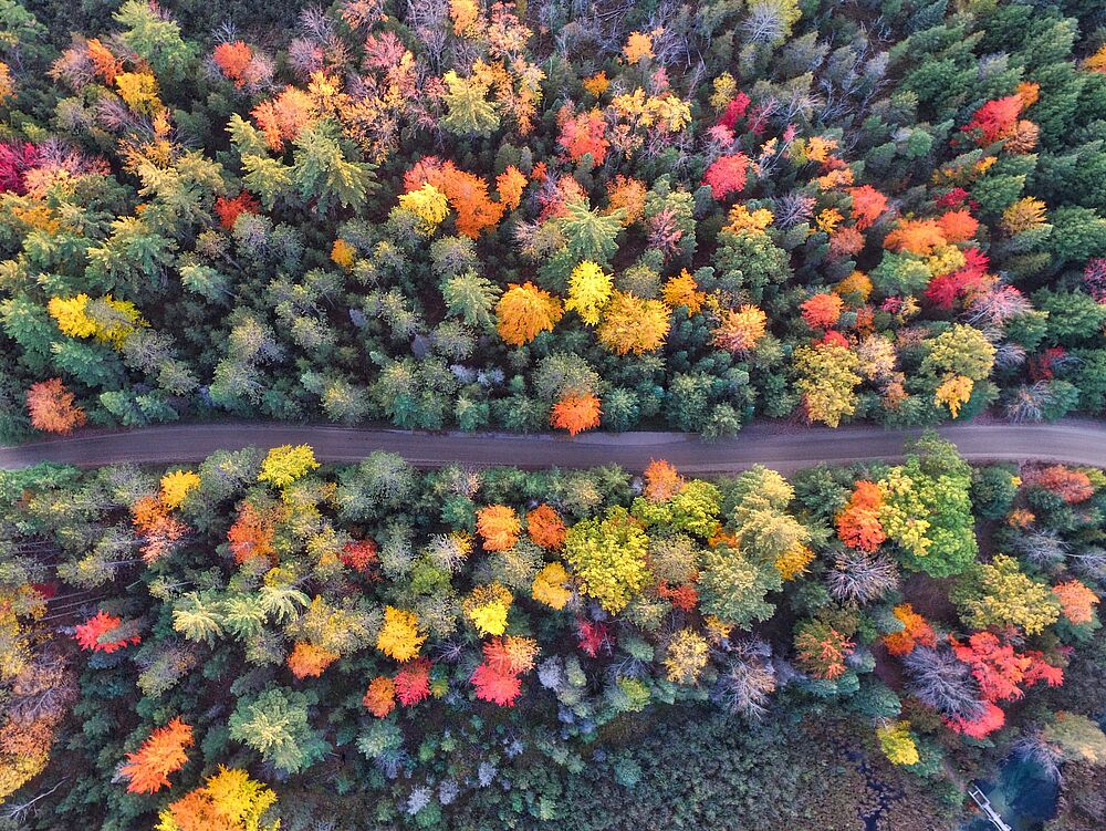 Luftaufnahme eines lebhaften Herbstwaldes mit verschiedenen Bäumen, die rotes, oranges, gelbes und grünes Laub tragen. Ein schmaler Pfad trennt die bunte Landschaft.