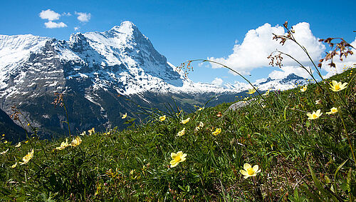 Berglandschaft mit schneebedeckten Gipfeln unter einem klaren blauen Himmel. Der Vordergrund aus grünem Gras und gelben Wildblumen vermittelt eine heitere, lebendige Szene.